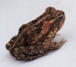 Image of Juvenile Cane Toad. (Image deb Perlogotti)
