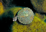 Juvenile North-west Red-faced Turtle, Bullo River