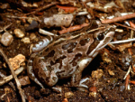 Spotted Grass Frog