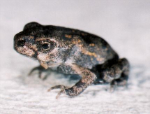 Image of Metamorph Cane toad (Image from Deb Perlogotti)
