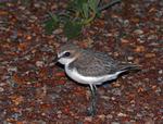 Juvenile Red-capped Plover, Playford River