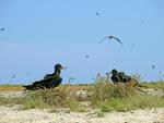 Lesser Frigatebirds, Lacepede Island